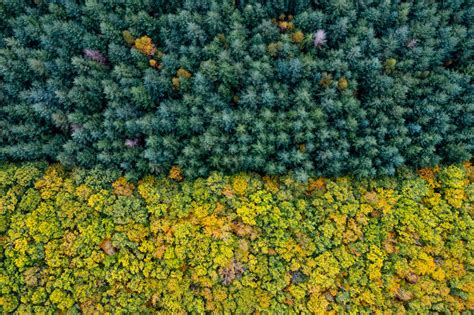 Paysage forestier typique de la région Bretagne avec une mosaïque de feuillus et de résineux