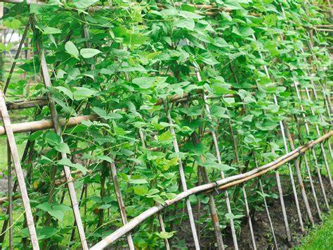 Haricots grimpants sur tuteurs