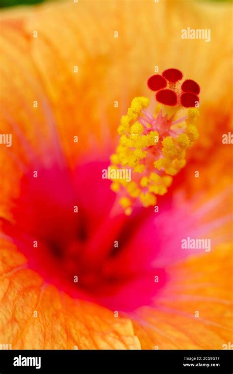 fleur d'hibiscus en gros plan avec ses organes reproducteurs apparents