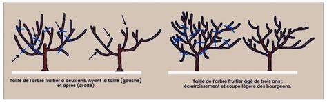 Schéma illustrant les différentes techniques de taille des arbres fruitiers pour optimiser la production.