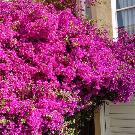 Bougainvillier rose en Crète