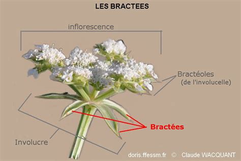 Schéma des bractées et des fleurs du bougainvillier