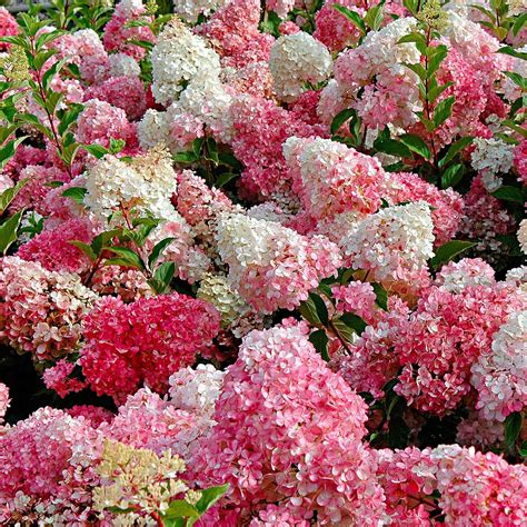 Hortensia rose et blanc