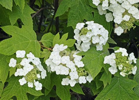 Variétés d'hortensias blancs et roses