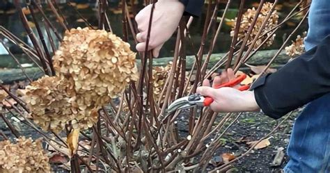 Entretien des hortensias