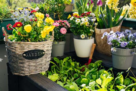 jardinage en pot sur un balcon fleuri