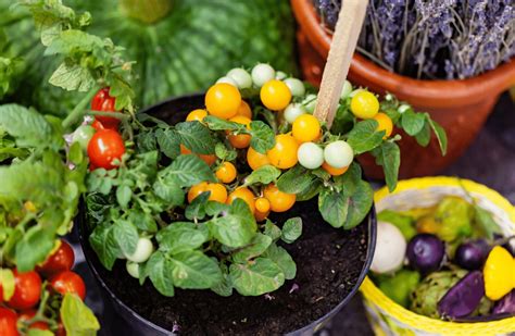 fruits et légumes à cultiver en pot