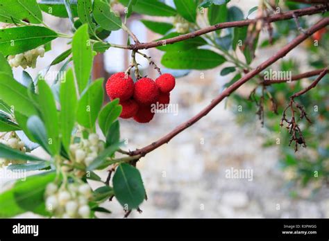 Schéma de la famille des Éricacées