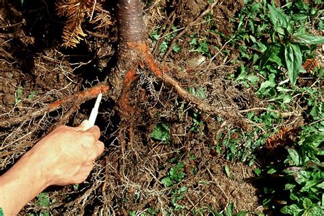 Rhododendron présentant des signes de pourriture des racines