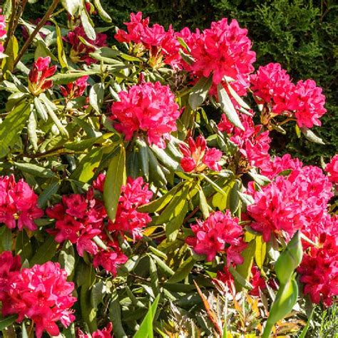 Rhododendron 'Nova Zembla' en pleine floraison