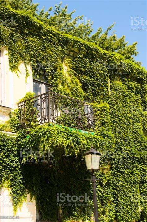 Maison ancienne envahie par le lierre