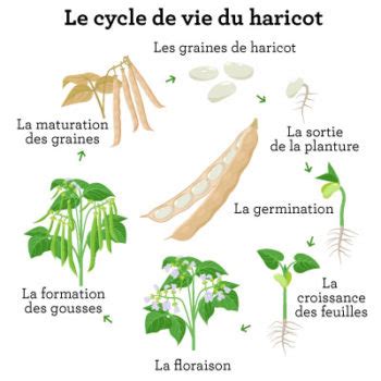 Schéma illustrant le cycle de croissance du haricot vert et les points de taille stratégiques