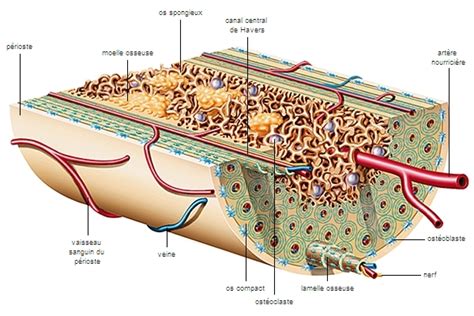 Schéma d'une coupe osseuse montrant différentes qualités d'os
