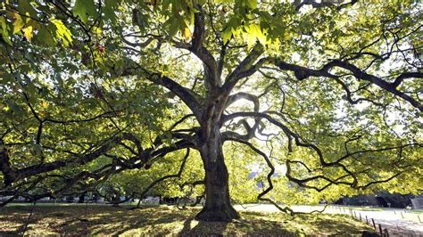 Arbre majestueux dans un parc public
