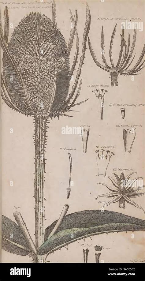 Illustration botanique montrant la structure des tiges trigones et les fleurs nocturnes du Hylocereus undatus