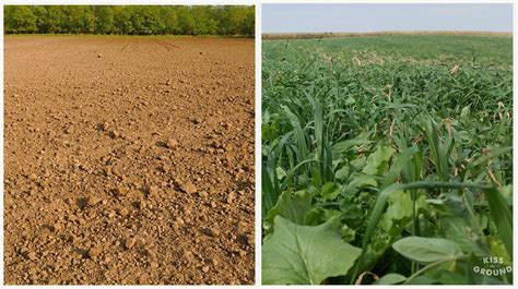 Photo comparative entre un sol travaillé mécaniquement et un sol cultivé en MSV