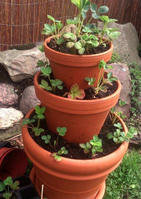 Planter des fraisiers dans des pots en terre cuite sur une terrasse ensoleillée