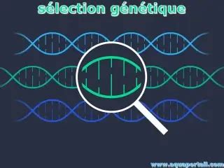 Diagramme des étapes de sélection génétique pour la résistance à la sécheresse