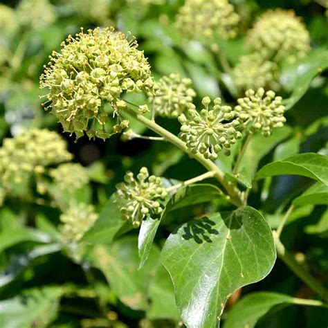 Illustration botanique du feuillage persistant et des baies du lierre (Hedera helix)