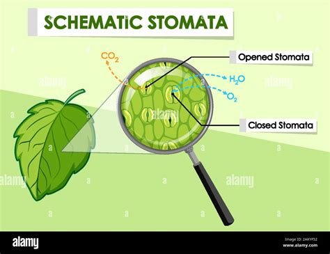 Illustration montrant l'impact de la peinture sur les stomates d'une feuille