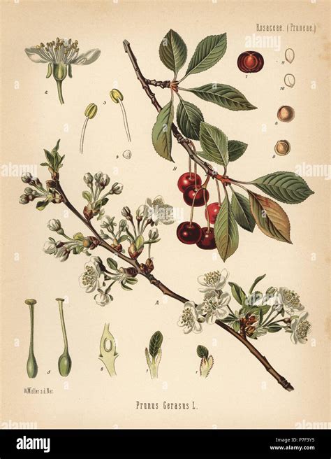 Illustration botanique du Prunus cerasus avec ses fleurs blanches caractéristiques