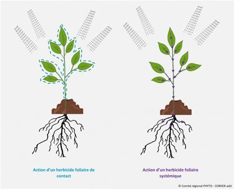 Schéma illustrant la pénétration systémique d'un herbicide dans une plante adventice