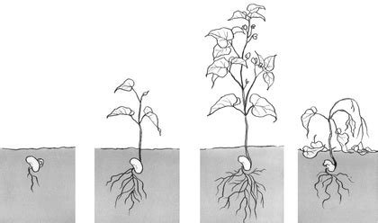 Une composition artistique représentant la croissance d'une plante, symbolisant la progression dans le jeu Crostic