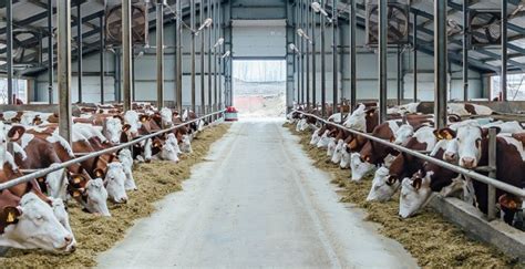 Vaches dans une étable moderne avec litière