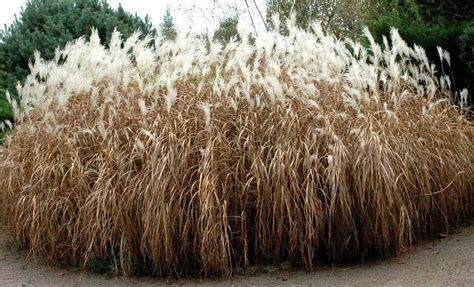 Plante de miscanthus dans un champ