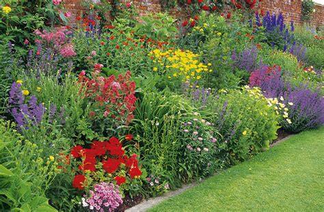 jardin fleuri avec phlox vivaces en pleine floraison