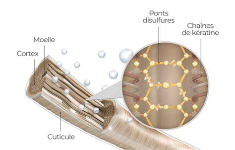 Schéma de la structure de la fibre capillaire montrant les cuticules et le cortex