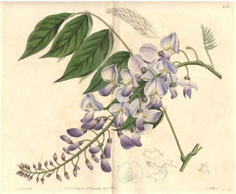 Illustration botanique de Wisteria floribunda avec ses grappes pendantes