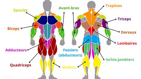 Schéma explicatif des muscles sollicités par l'utilisation d'une kettlebell