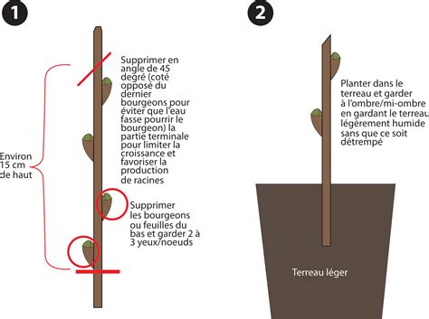 Schéma explicatif du processus de bouturage montrant la coupe en biseau et le développement racinaire