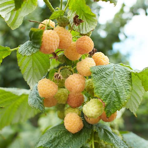 framboisier sain et productif