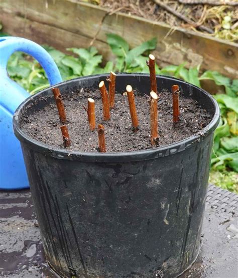 bouture de framboisier en pot