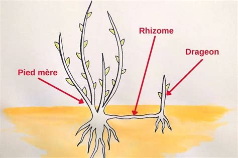 racines de framboisier et drageons