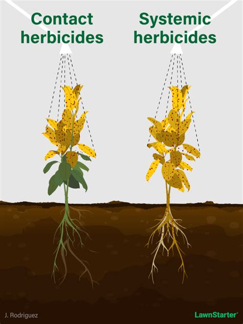 schéma illustrant la différence entre un herbicide de contact et un herbicide systémique