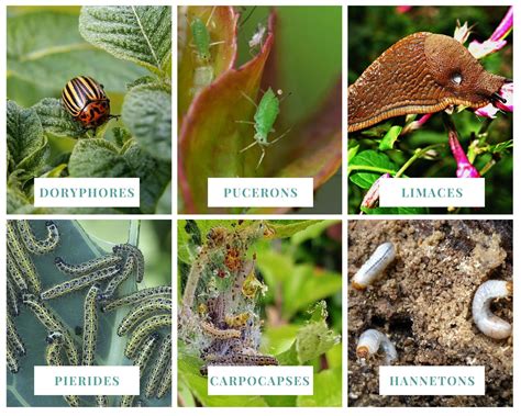 Insectes nuisibles sur les plantes