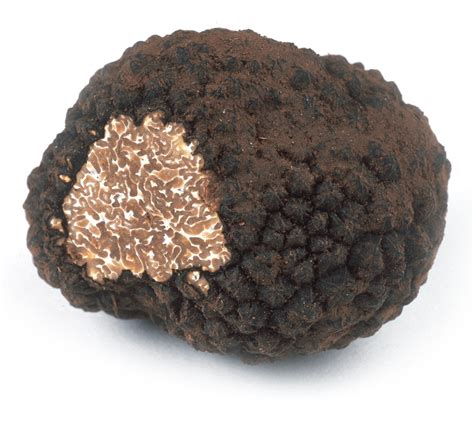 Détail d'une truffe de Bourgogne avec son péridium noir et ses veines blanches
