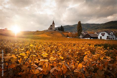 Vignoble d'Alsace en automne