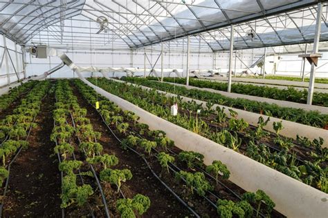 Intérieur d'une serre de vanille avec des lianes