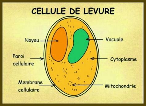 Schéma expliquant l'action de la levure sur les racines des plantes