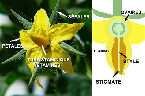 Schéma explicatif de la fleur de tomate montrant le tube staminique protégeant le stigmate