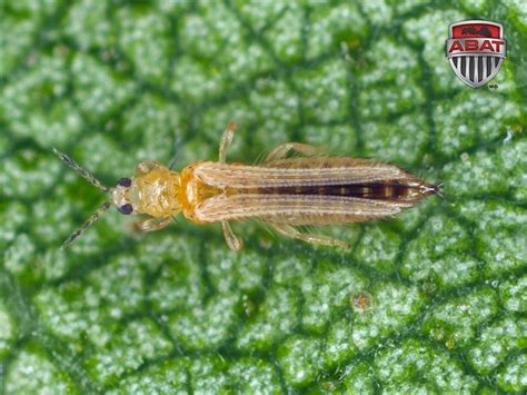 Schéma des dégâts internes causés par les thrips sur une figue en coupe.