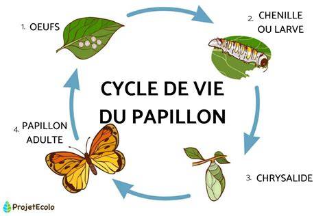 Cycle de vie de la teigne du figuier, illustrant le papillon et la chenille sur une feuille de figuier.