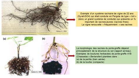 Comparaison entre un système racinaire sain et un système racinaire atteint de pourridié.