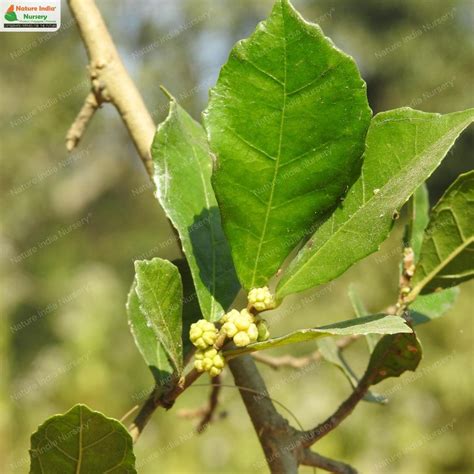 Feuillage du Streblus asper