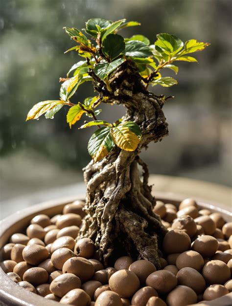 Bonsaï Streblus asper avec billes d'argile dans une soucoupe