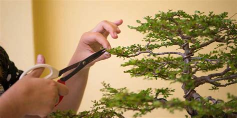 Technique de pincement des jeunes pousses sur un bonsaï